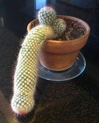 Erectile Dysfunction Cactus