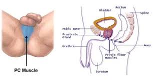 Erectile Dysfunction Vacuum Therapy Penis Rejuvenation