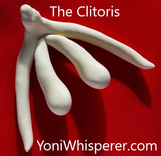 The Male Clitoris